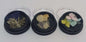 Dried Flowers 3 Pack