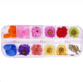 Daisy-Dry Flower Pack 13