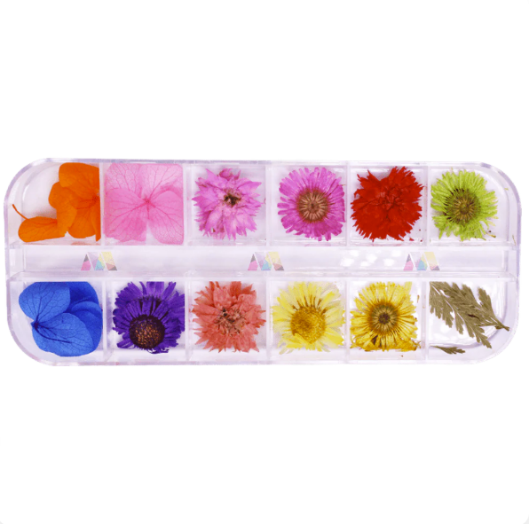 Dry Flower Pack 13 - Daisy