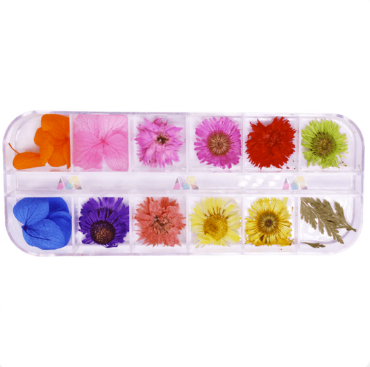 Dry Flower Pack 13 - Daisy